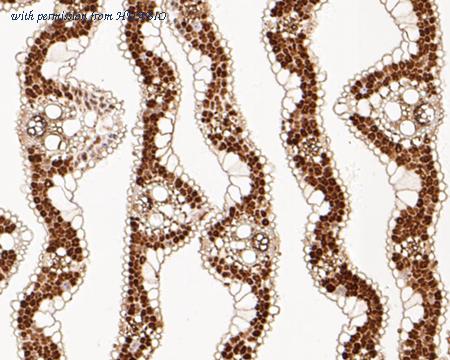 HUABIO ER1901-51 image 2