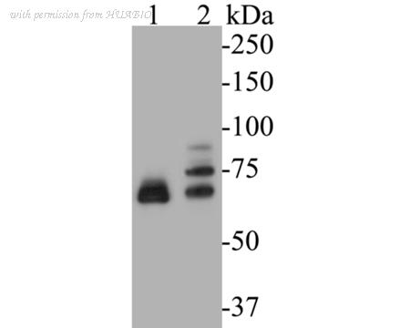 HUABIO ER1901-52 image 1