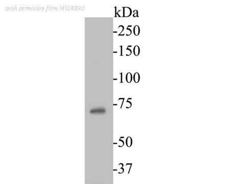 HUABIO ER1901-52 image 2
