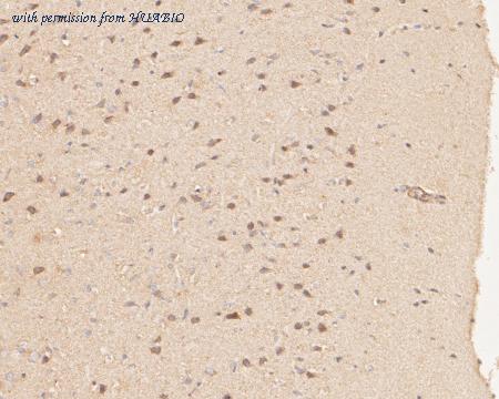 HUABIO ER1901-53 image 2