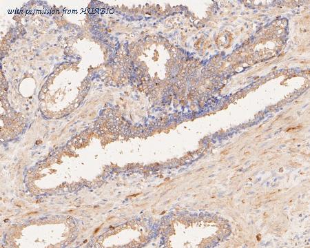 HUABIO ER1901-53 image 3