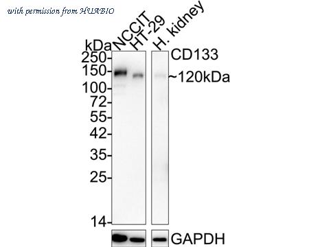HUABIO ER1901-63 image 1
