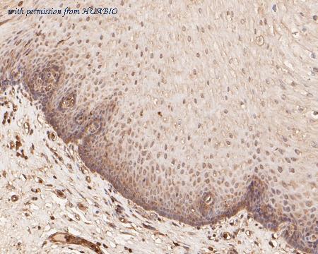 HUABIO ER1901-64 image 2