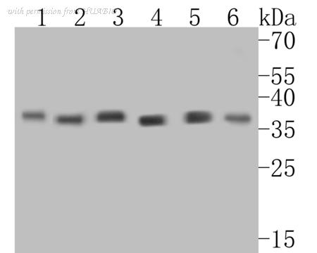 HUABIO ER1901-65 image 2