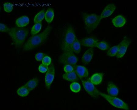 HUABIO ER1901-66 image 3