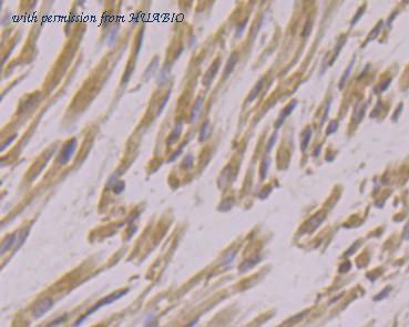 HUABIO ER1901-67 image 3