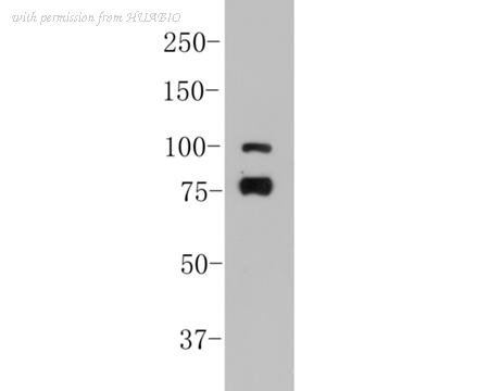 HUABIO ER1901-68 image 1
