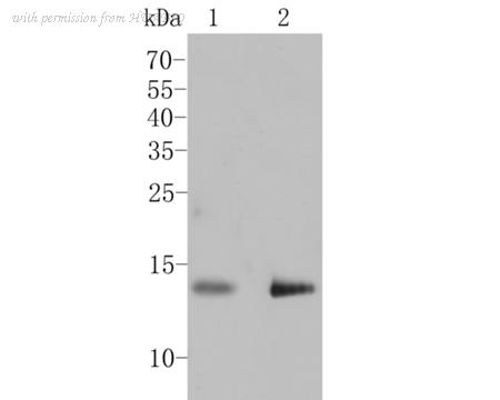 HUABIO ER1901-73 image 1