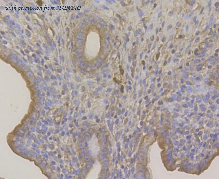 HUABIO ER1901-79 image 2