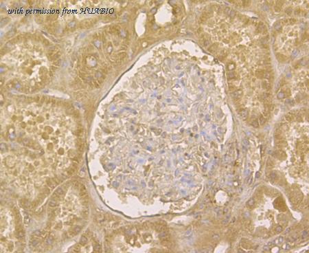 HUABIO ER1901-79 image 3