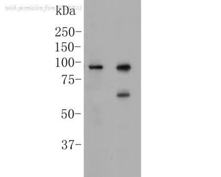 HUABIO ER1901-80 image 1