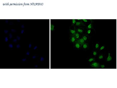 HUABIO ER1901-80 image 2