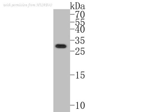 HUABIO ER1901-87 image 1