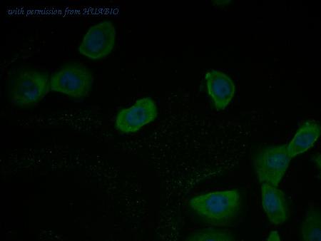 HUABIO ER1901-87 image 2