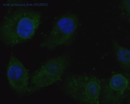 HUABIO ER1901-89 image 2