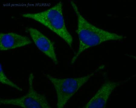 HUABIO ER1901-93 image 2