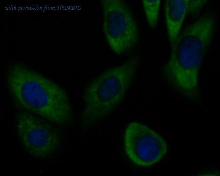 HUABIO ER1901-93 image 3