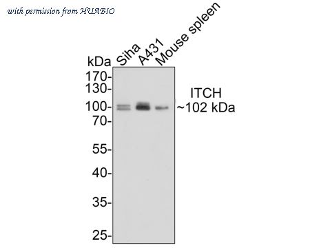 HUABIO ER1901-94 image 1