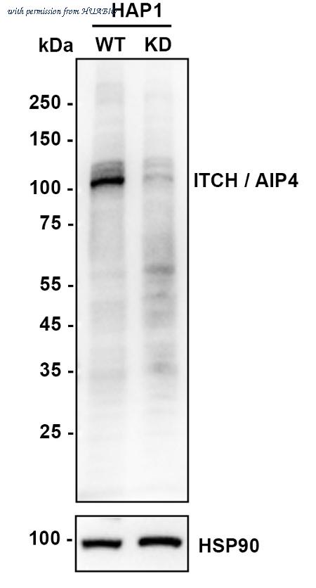 HUABIO ER1901-94 image 2
