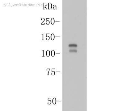 HUABIO ER1901-94 image 3