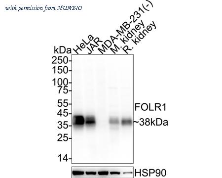 HUABIO ER1901-95 image 1