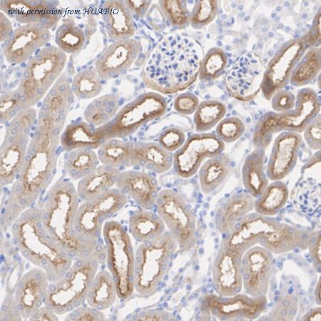 HUABIO ER1901-95 image 3