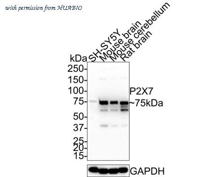 HUABIO ER1901-99 image 1