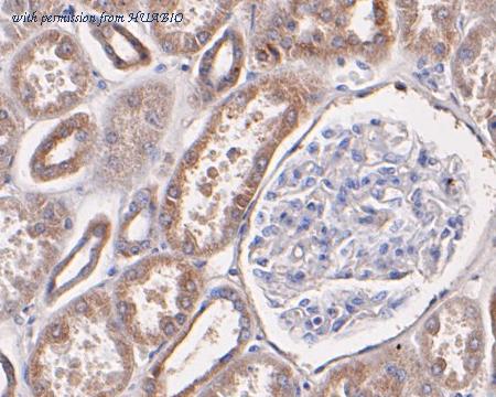 HUABIO ER1901-99 image 2