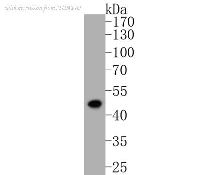 HUABIO ER1902-01 image 1