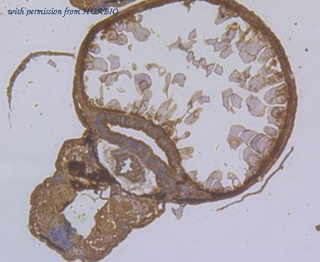 HUABIO ER1902-03 image 2