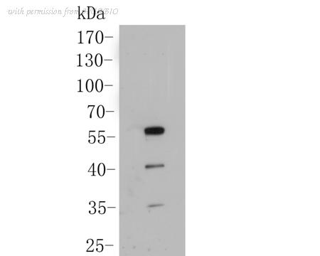 HUABIO ER1902-03 image 3