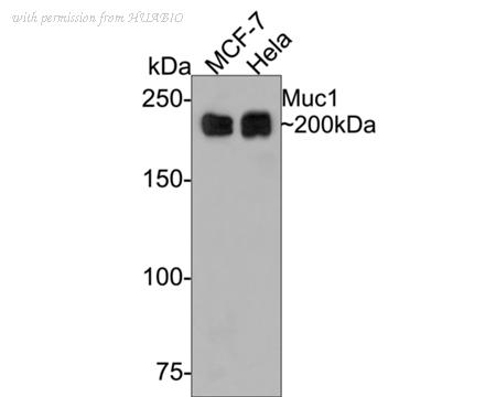 HUABIO ER1902-10 image 1