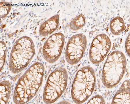 HUABIO ER1902-10 image 3