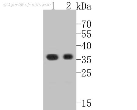 HUABIO ER1902-11 image 1