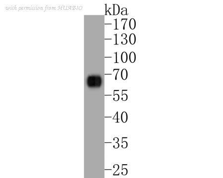 HUABIO ER1902-22 image 1