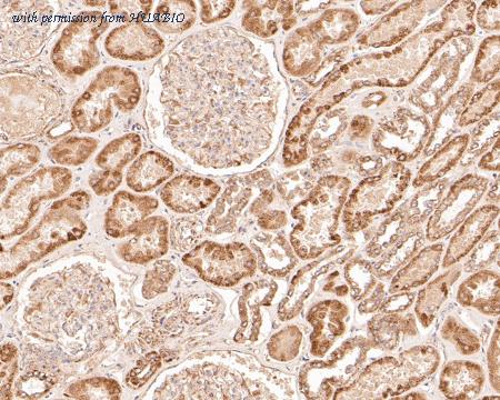 HUABIO ER1902-22 image 3