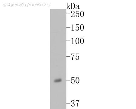 HUABIO ER1902-23 image 1
