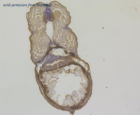 HUABIO ER1902-38 image 3