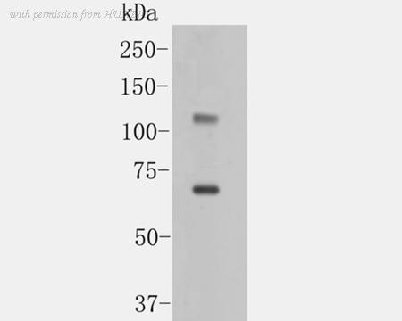 HUABIO ER1902-40 image 1