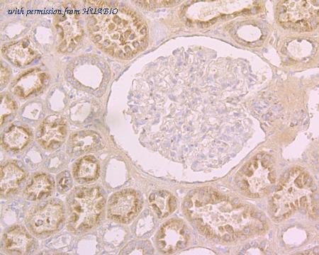 HUABIO ER1902-40 image 2