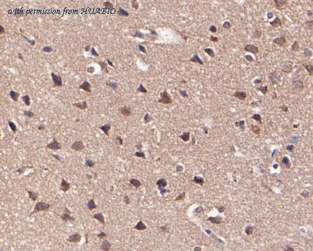 HUABIO ER1902-41 image 2