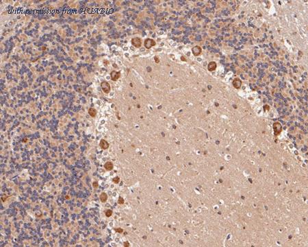 HUABIO ER1902-41 image 3