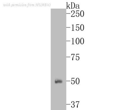 HUABIO ER1902-43 image 1