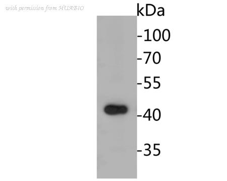 HUABIO ER1902-44 image 1