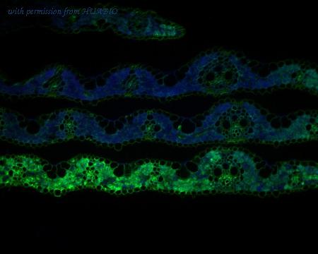 HUABIO ER1902-44 image 2