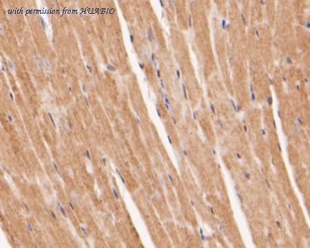 HUABIO ER1902-53 image 2