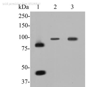 HUABIO ER1902-60 image 1