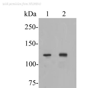 HUABIO ER1902-61 image 1