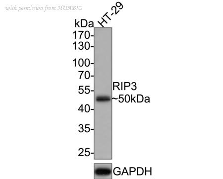 HUABIO ER1902-67 image 1