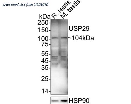 HUABIO ER1902-76 image 1